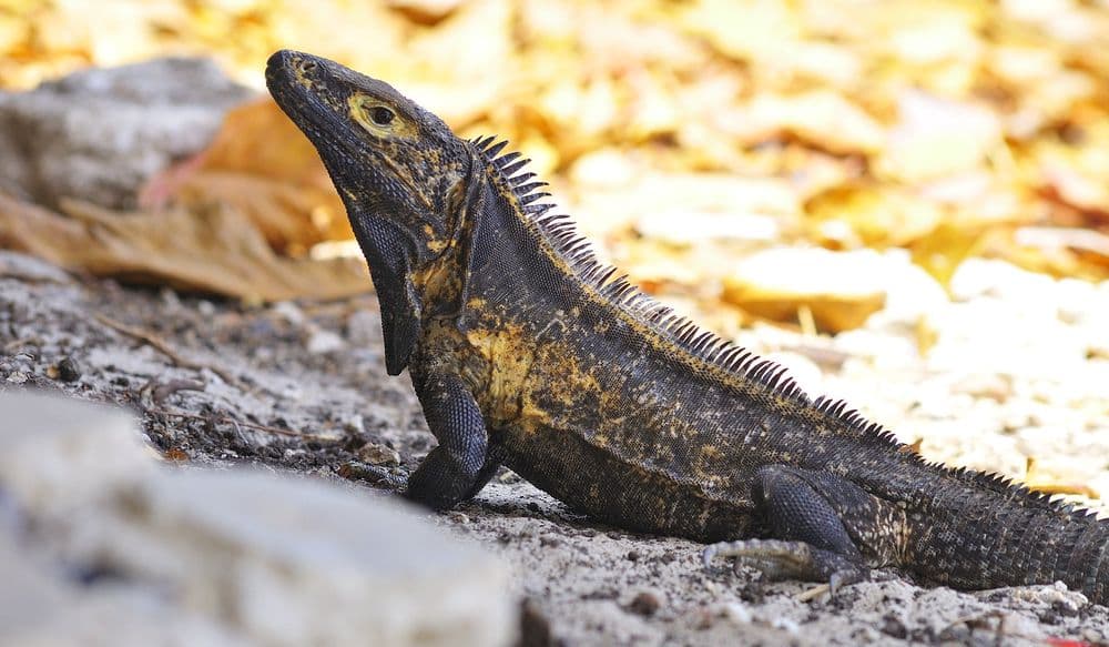 isla-iguana-panama