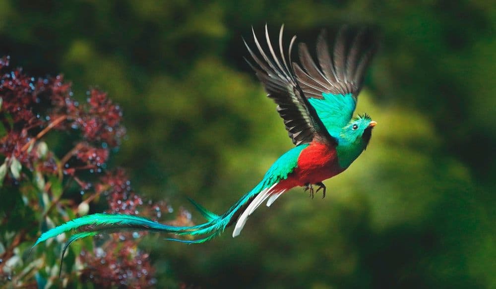 panama-birds