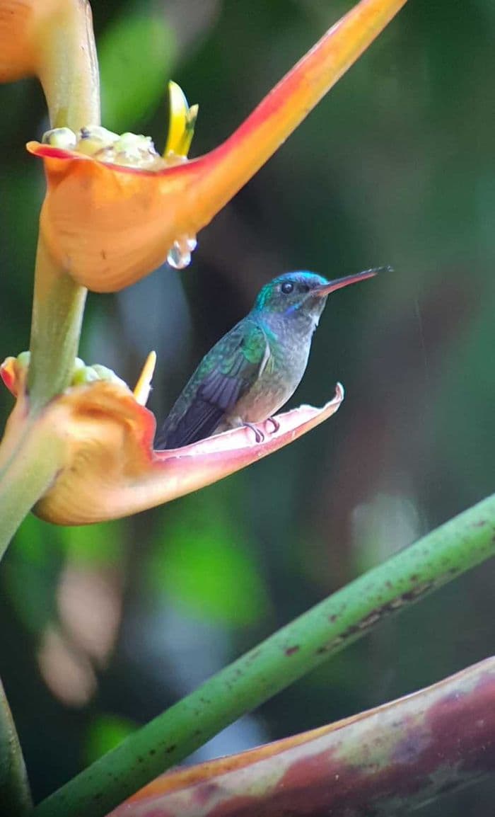 Colibri !! Trop beau !
