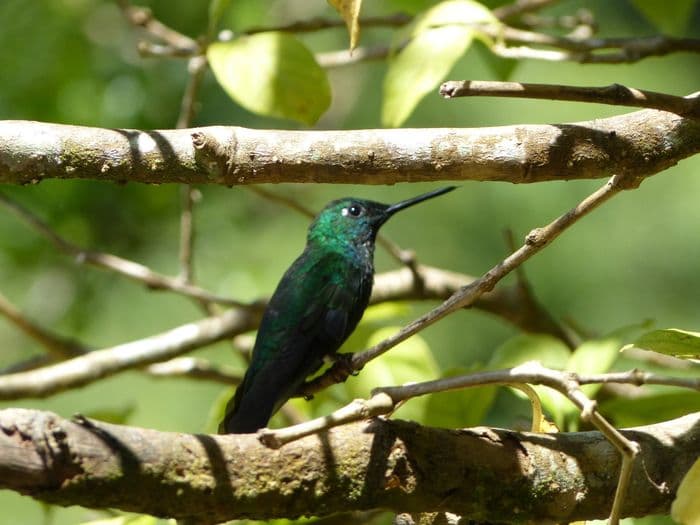 Avec un colibri tranquille, la