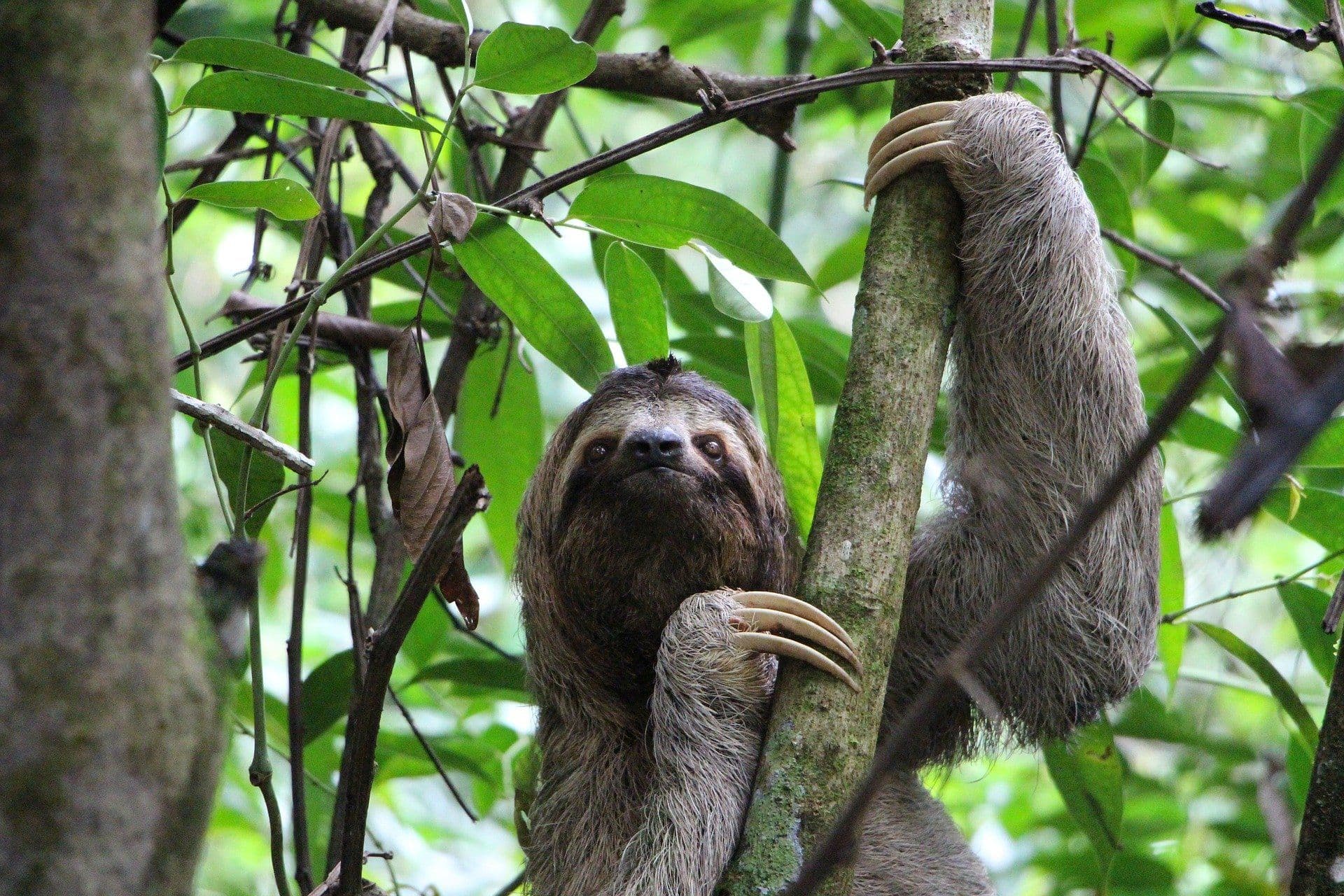 sloth-g8db6b78d9_1920