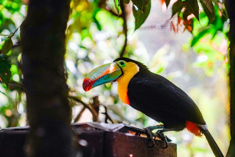 toucan belize