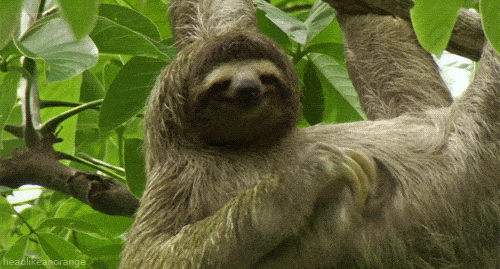 paresseux